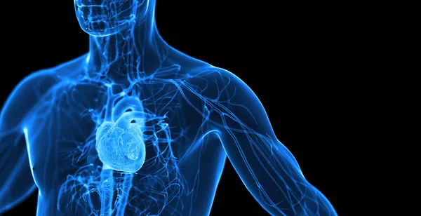 Αρσενικό Καρδιαγγειακό Σύστημα Απεικόνιση — Φωτογραφία Αρχείου