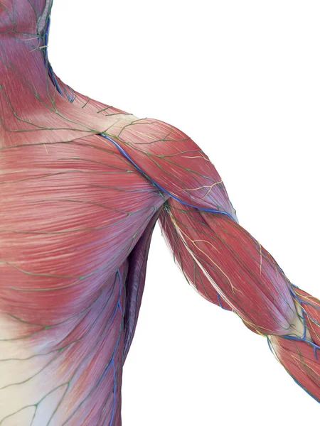 Músculos Tronco Masculino Ilustração — Fotografia de Stock
