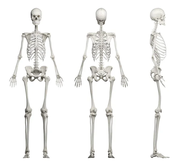 Ілюстрація Людського Скелета — стокове фото
