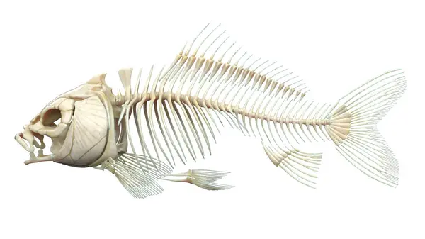 Illustration Der Fischanatomie — Stockfoto