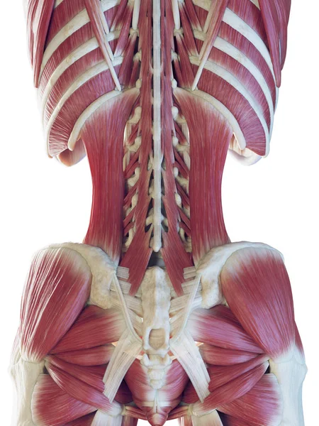 Male Back Muscles Illustration — Stock Photo, Image