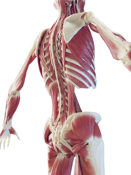 Muscular System Back Illustration — Stock Photo, Image