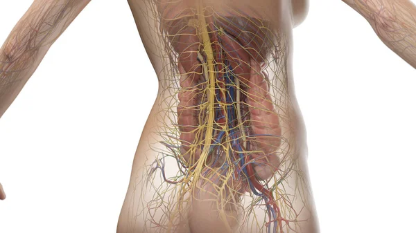 Anatomi Perut Ilustrasi Latar Belakang — Stok Foto