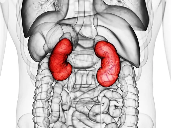 Illustration Menschlicher Nieren Illustration — Stockfoto