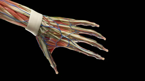 Anatomi Vänster Hand Illustration — Stockfoto