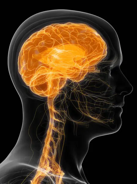 Brain Nerves Illustration Background — Stock Photo, Image