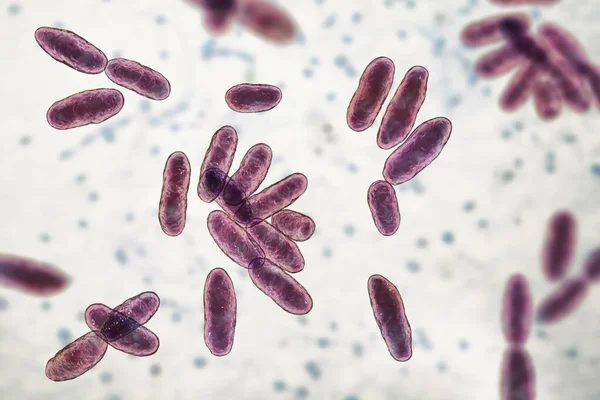 Aeromonas Bacteria Computer Illustration Gram Negative Rod Shaped Bacillus Associated — Stock Photo, Image