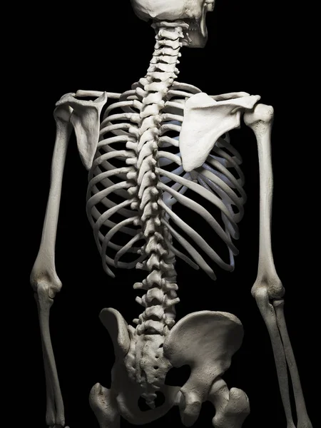 Иллюстрация Скелетной Спины Человека — стоковое фото