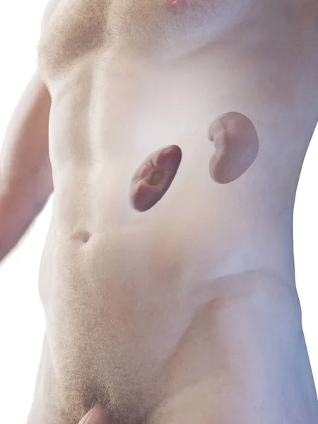 Illustratie Van Mannelijke Nieren — Stockfoto