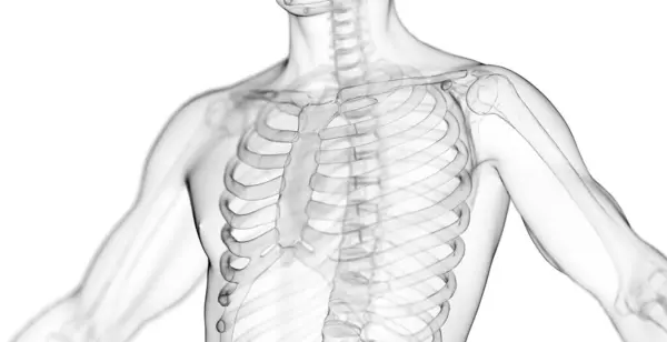 男性胸腔和脊椎 — 图库照片