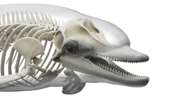 Dolfijn Skelet Systeem Illustratie — Stockfoto