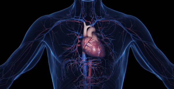 Male Cardiovascular System Illustration — Stock Photo, Image