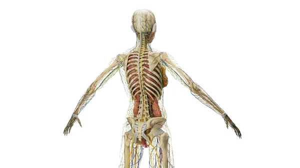 人体解剖学图解 — 图库照片