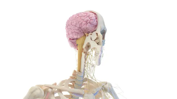 Crânio Cérebro Ilustração — Fotografia de Stock