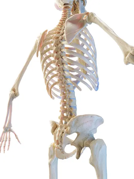 Скелетная Система Иллюстрация Фоне — стоковое фото
