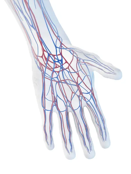 Veins Hand Illustration — Stock Photo, Image