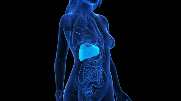 Liver Organ Illustration Background — Stock Photo, Image