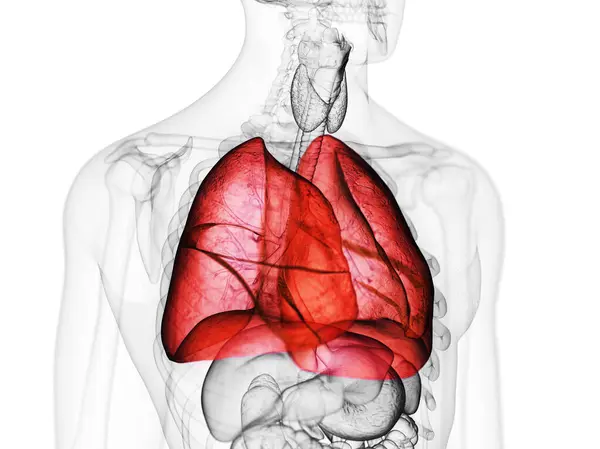 Płuco Ilustracja Tle Zbliżenie — Zdjęcie stockowe