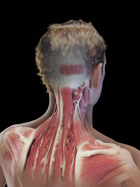 Männliche Tiefe Nackenmuskeln Illustration — Stockfoto