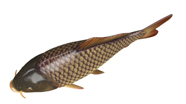Ілюстрація Рибної Анатомії — стокове фото