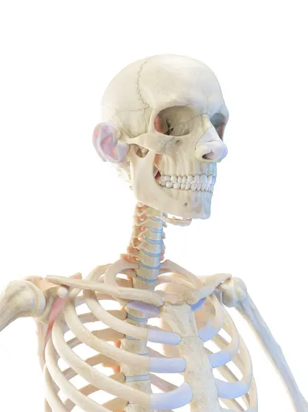 Esqueleto Del Torso Superior Ilustración — Foto de Stock