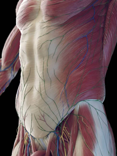 Músculos Abdominales Masculinos Ilustración —  Fotos de Stock
