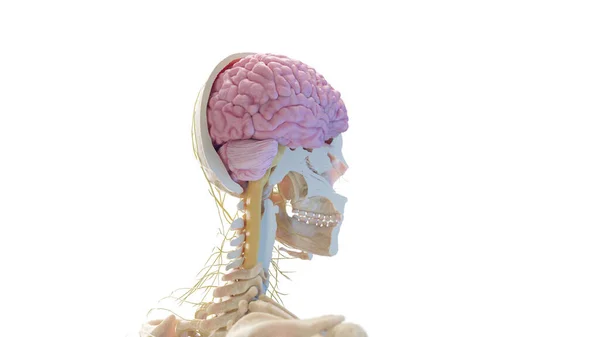 Crânio Cérebro Ilustração — Fotografia de Stock
