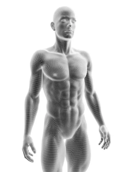 男性身体示意图 — 图库照片