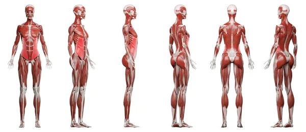 Músculos Oblíquos Externos Ilustração — Fotografia de Stock