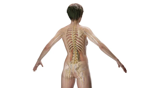 Nsan Anatomisinin Gösterimi Illüstrasyon — Stok fotoğraf