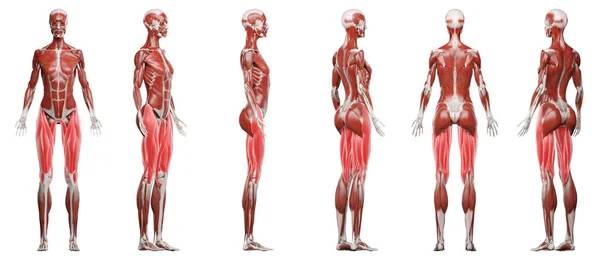 Músculos Perna Superior Ilustração — Fotografia de Stock