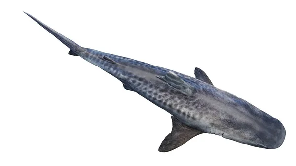 Ilustração Tubarão Tigre — Fotografia de Stock