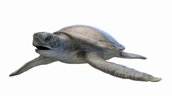 Illustration Havssköldpadda — Stockfoto