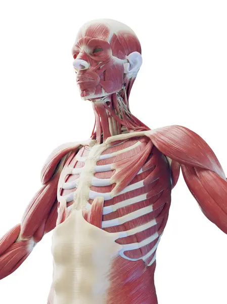 上半身の筋肉システム イラスト — ストック写真