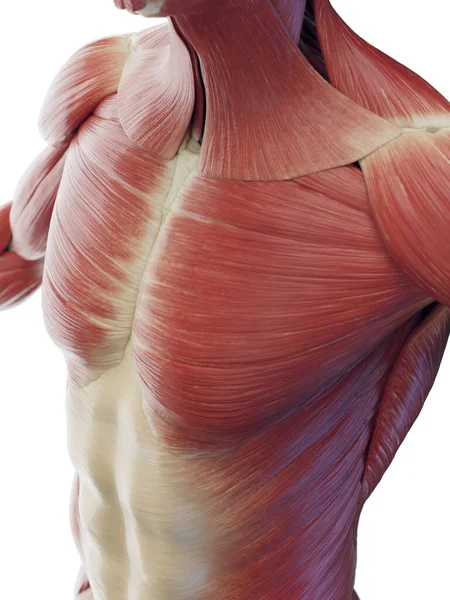 Muskulatur Des Oberkörpers Illustration — Stockfoto