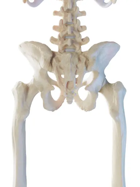 Male Pelvic Bones Illustration — Stock Photo, Image