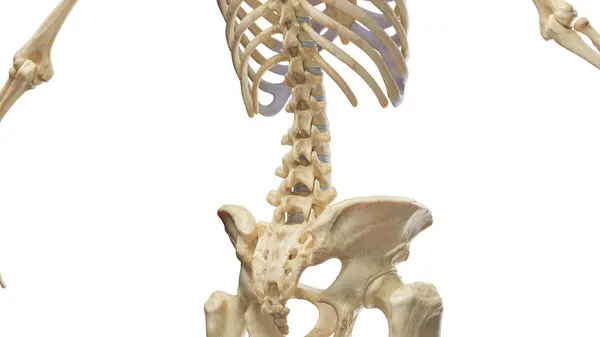 Bones Abdomen Pelvis Illustration — Stock Photo, Image