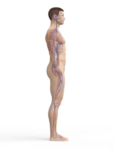 Human Vascular System Illustration — Stock Photo, Image