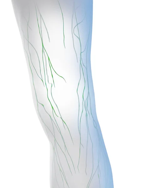 Male Knee Lymphatics Illustration — Stock Photo, Image
