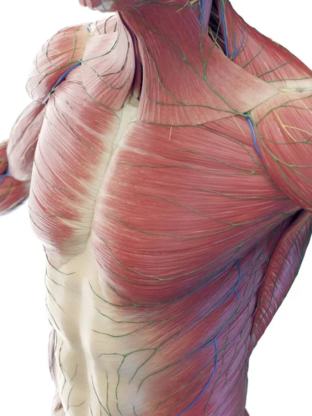 Muskelsystem Illustration Hintergrund — Stockfoto