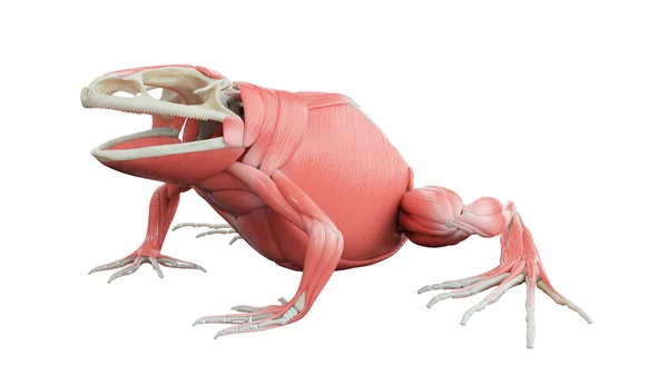Мускулистая Система Лягушки Иллюстрация — стоковое фото