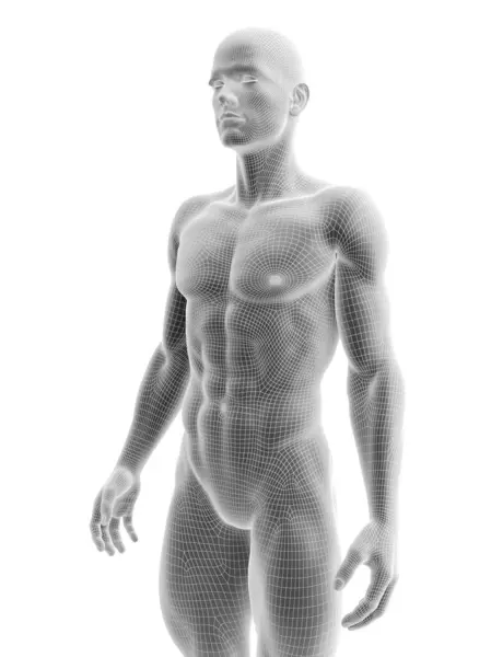 Abbildung Des Männlichen Körpers — Stockfoto
