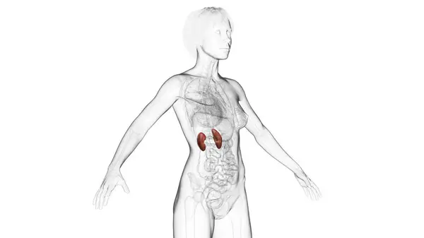 Illustratie Van Menselijke Nieren — Stockfoto