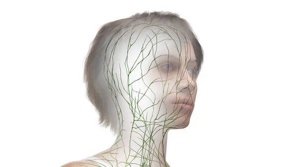 머리의 림프계 일러스트레이션 — 스톡 사진