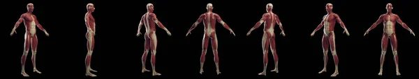 男性の筋肉システム イラスト — ストック写真