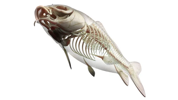 Ilustracja Anatomii Ryb — Zdjęcie stockowe