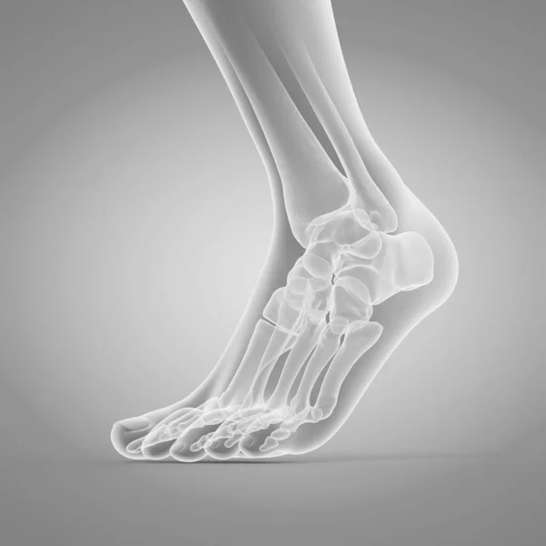 Ayak Kemikleri Çizim — Stok fotoğraf