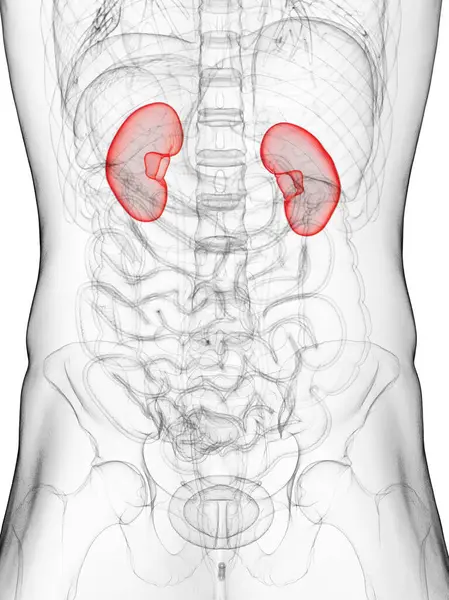 Illustration Male Kidneys — Stock Photo, Image