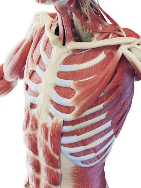 トーソの筋肉システム イラスト — ストック写真