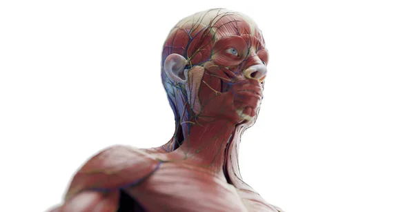 Mężczyzna Głowa Mięśnie Ilustracja — Zdjęcie stockowe